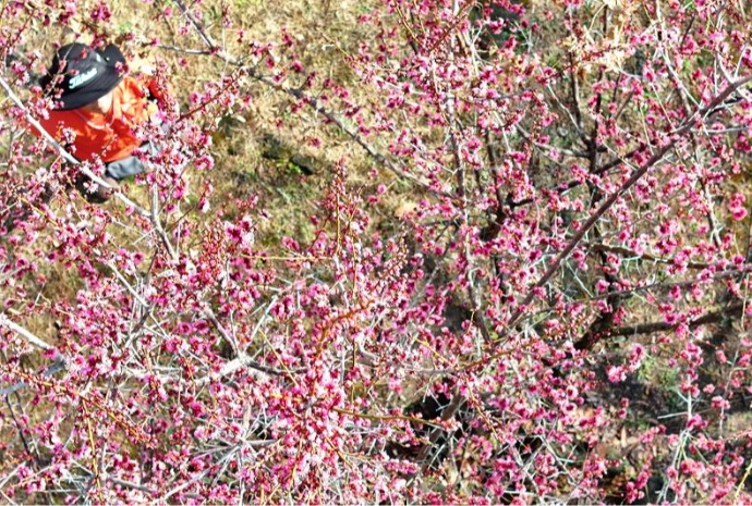 Red apricot tree announces spring's impending arrival