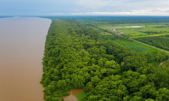 KFS to restore 120 hectares of mangrove forests in Guyana