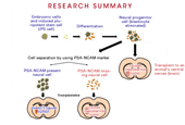 Researchers find clue to prevent stem cell therapy from causing cancer 