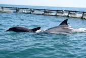 Dolphin pair ready to go home