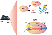 Researchers develop more precise ‘DNA scissors’ technology