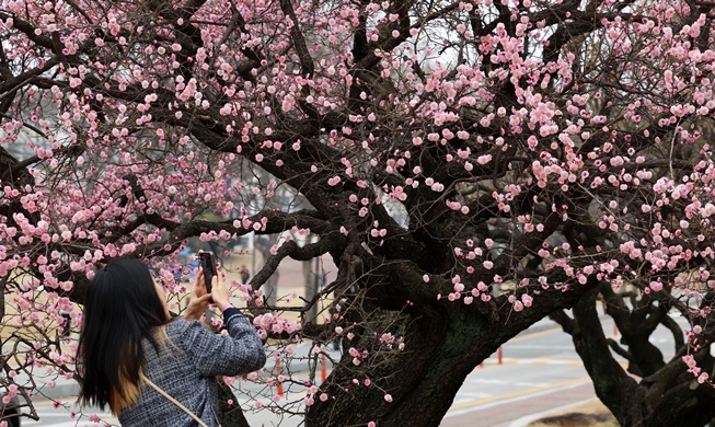 Fully bloomed red apricot blossoms in Gwangju