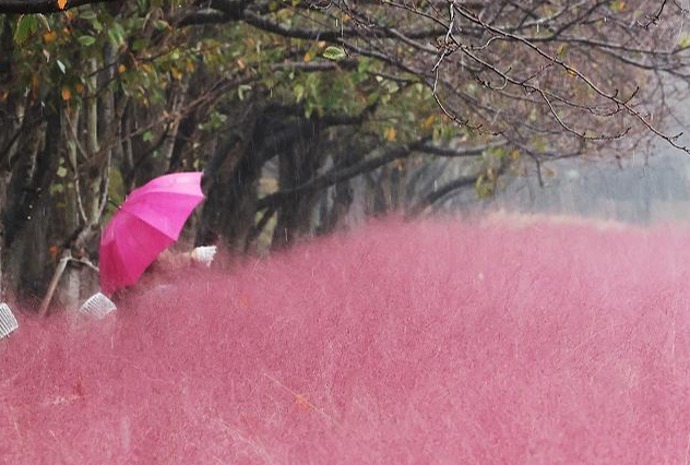 Autumn rain falls on pink muhly grass