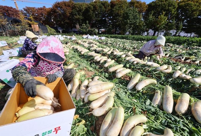 Radish harvest on traditional first day of winter