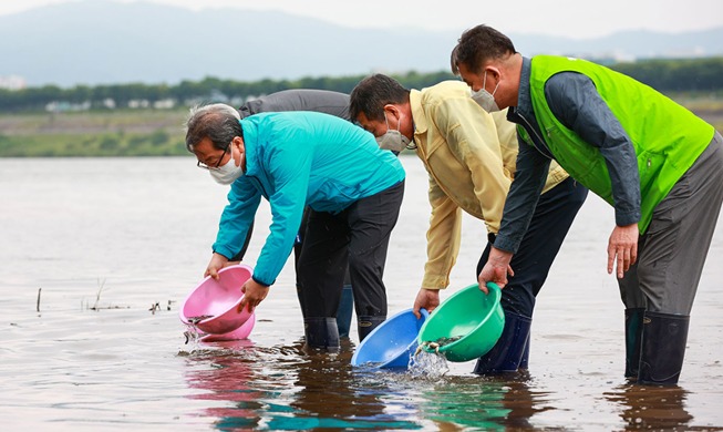 [Korea in photos] 630K carps released in stream to fight mayflies