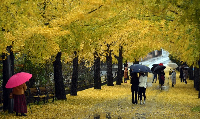 [Korea in photos]  Fall rain on provincial road of ginkgo trees