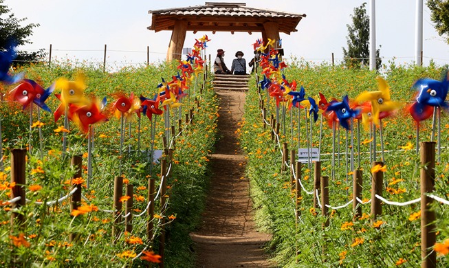 [Korea in photos] Cosmos flowers bloom in early fall at Olympic Park